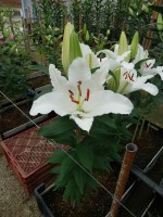 [4358 Sambuca VWS No01.JPG]